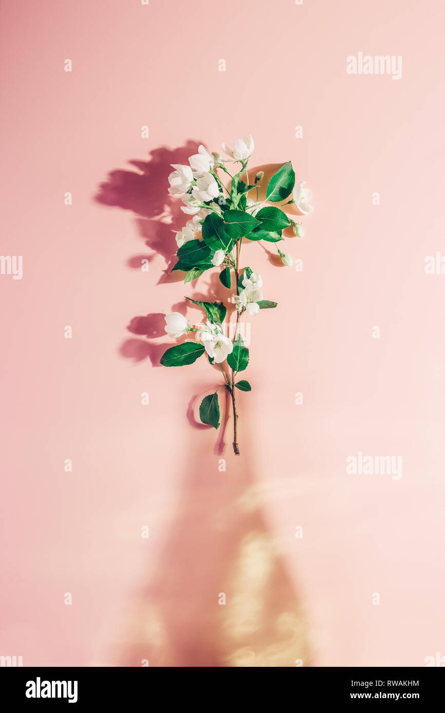Fioritura di melo in un vaso dalle ombre su una rosa di sfondo color pastello. Layout creativi Foto Stock