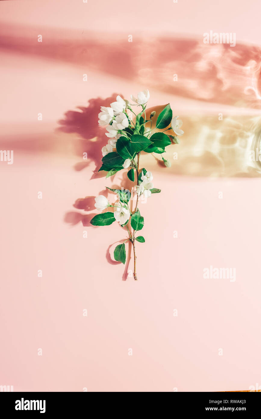 Fioritura di melo su una rosa pastello, sfondo color highlights. Disco shadows. Il minimalismo di primavera Foto Stock