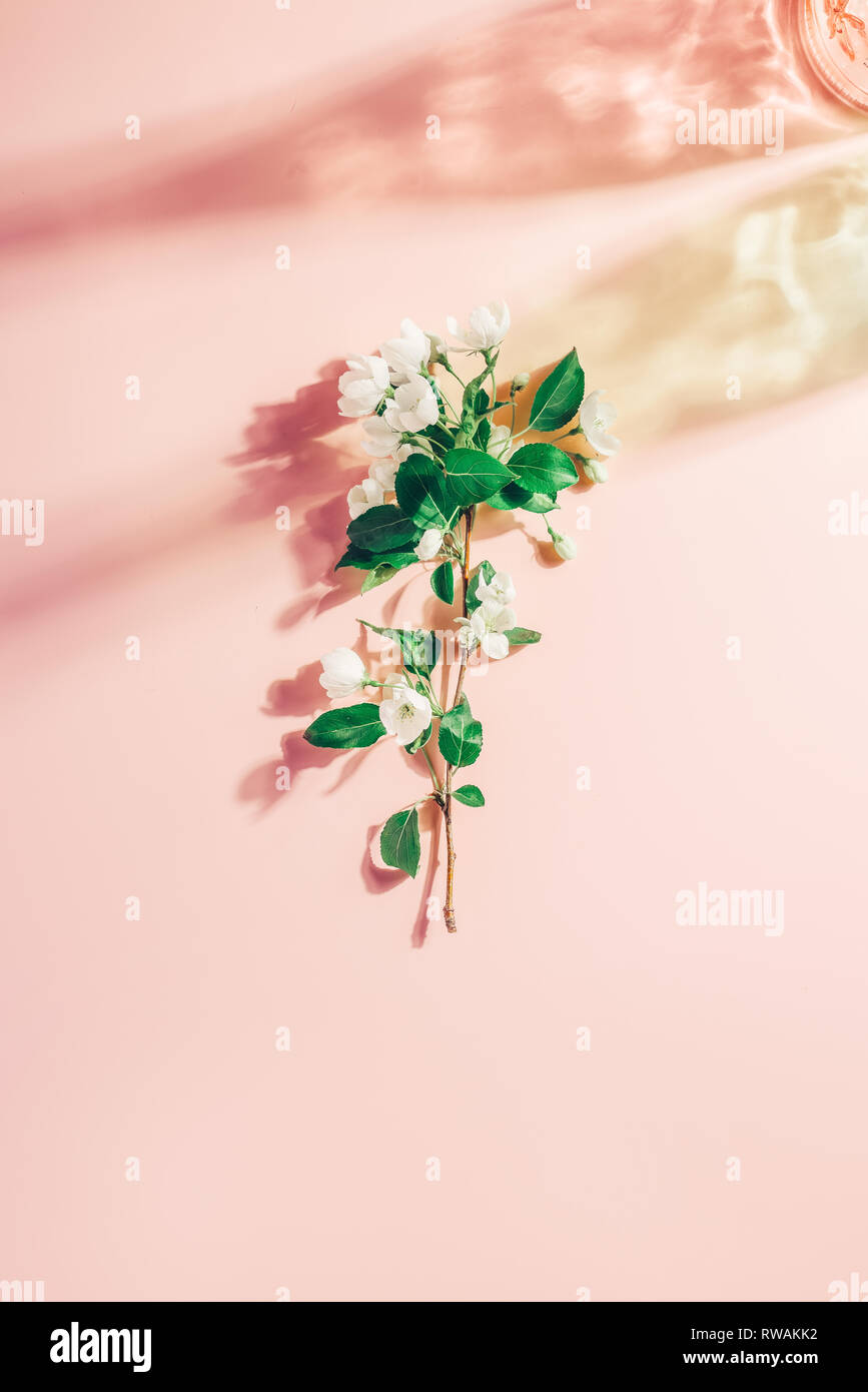 Fioritura di melo su una rosa pastello, sfondo color highlights. Disco shadows. Il minimalismo di primavera Foto Stock