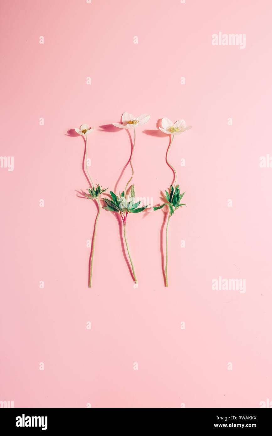 Layout creativi con delicati bucaneve su una rosa di sfondo color pastello. Concetto - molla minimalismo Foto Stock