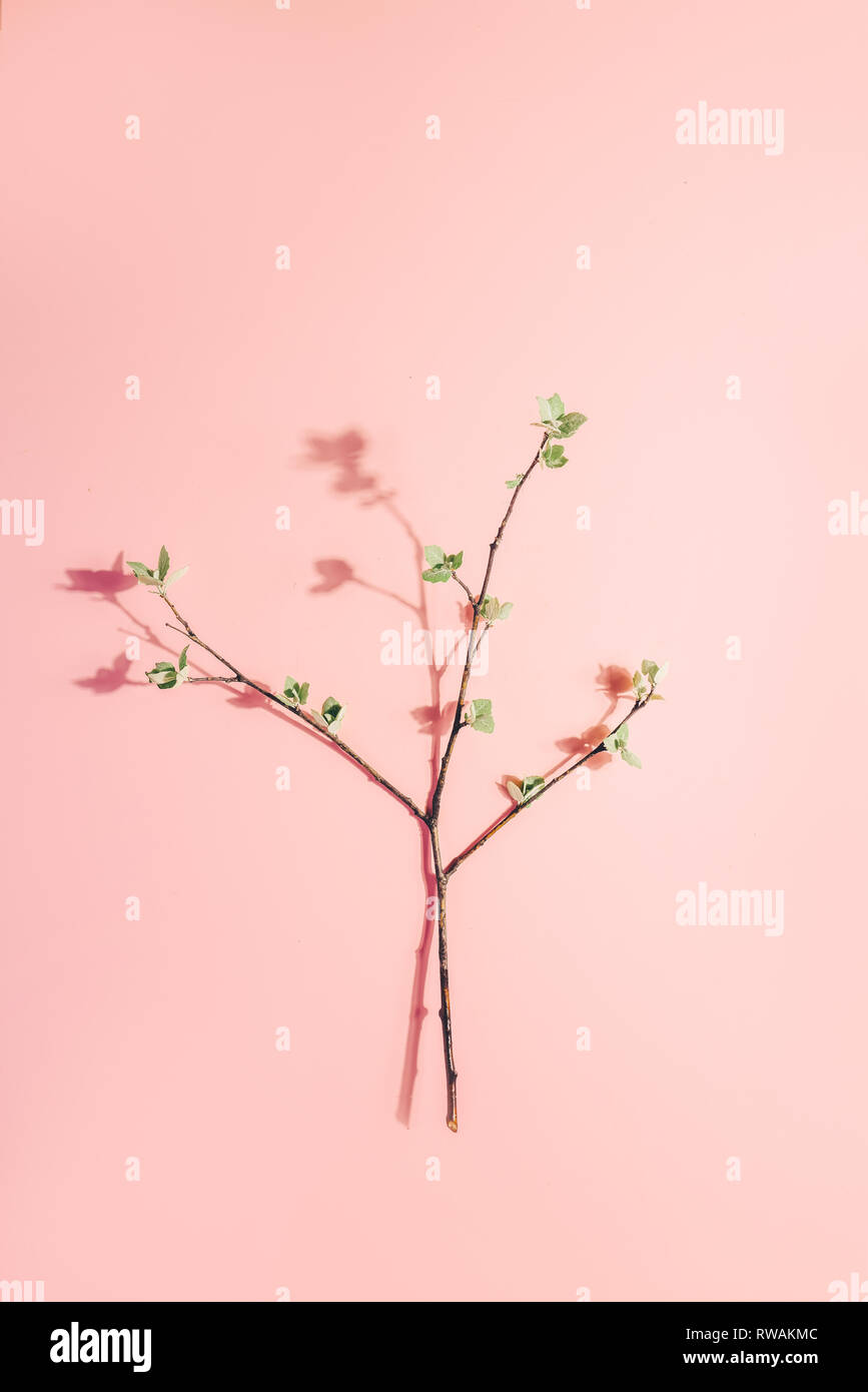 Rami con foglie di fiore rosa su sfondo color pastello. La molla del minimalismo. Layout creativi. Foto Stock
