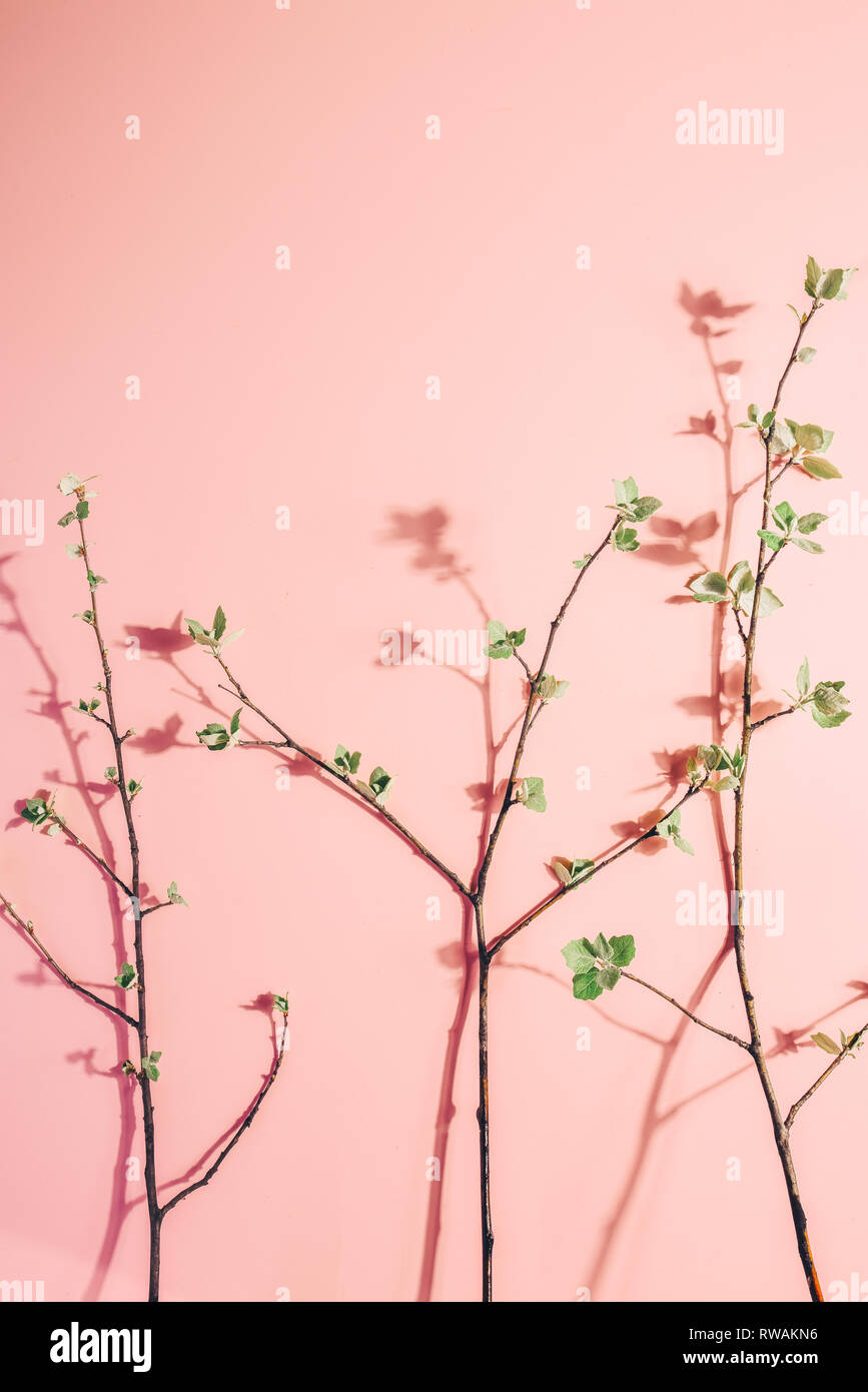 Rami con foglie di fiore rosa su sfondo color pastello. La molla del minimalismo. Layout creativi. Foto Stock