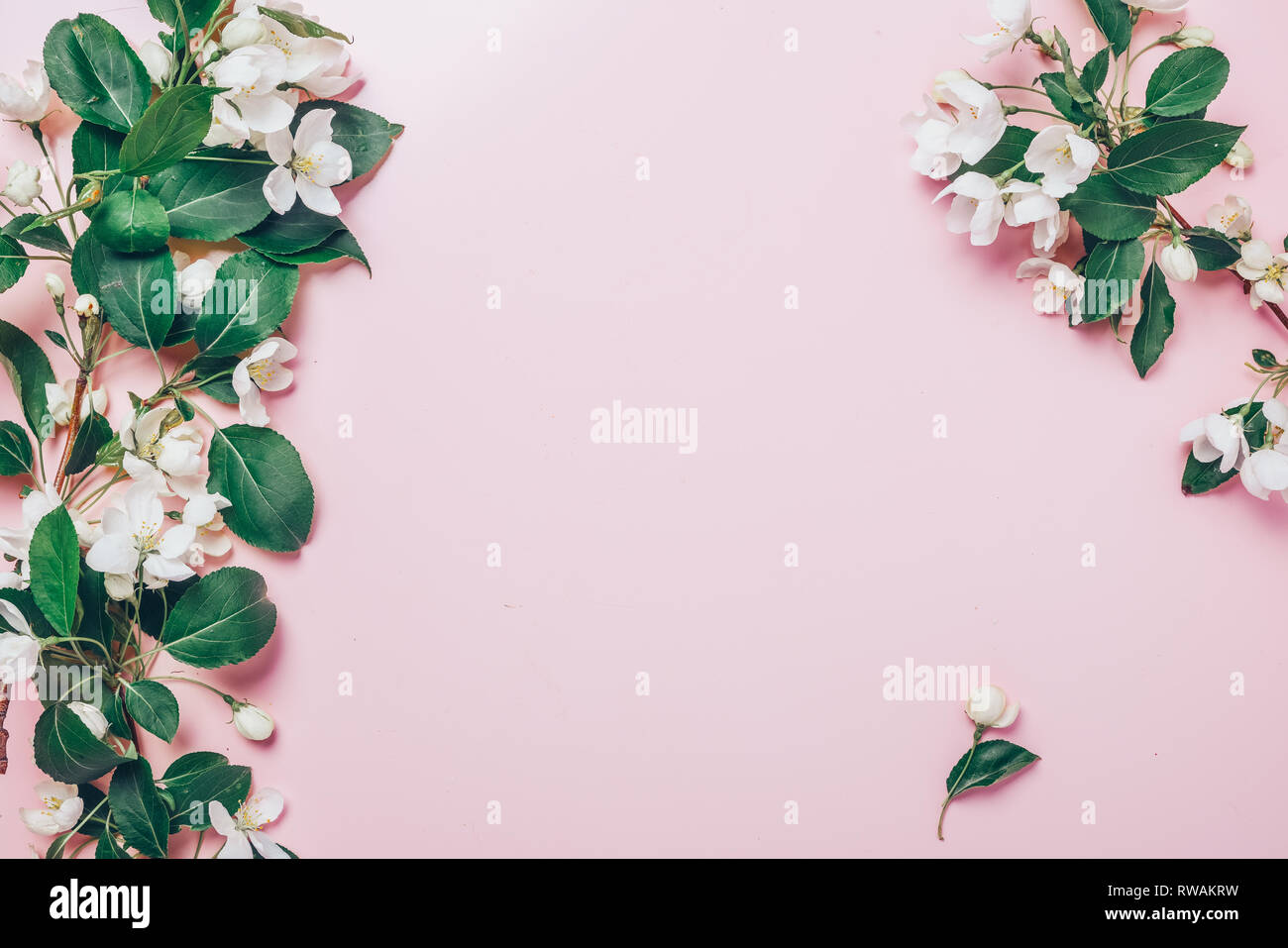 Layout creativi con rigogliosi alberi di Apple su un sfondo rosa. Lay piatto. Concetto - molla minimalismo Foto Stock