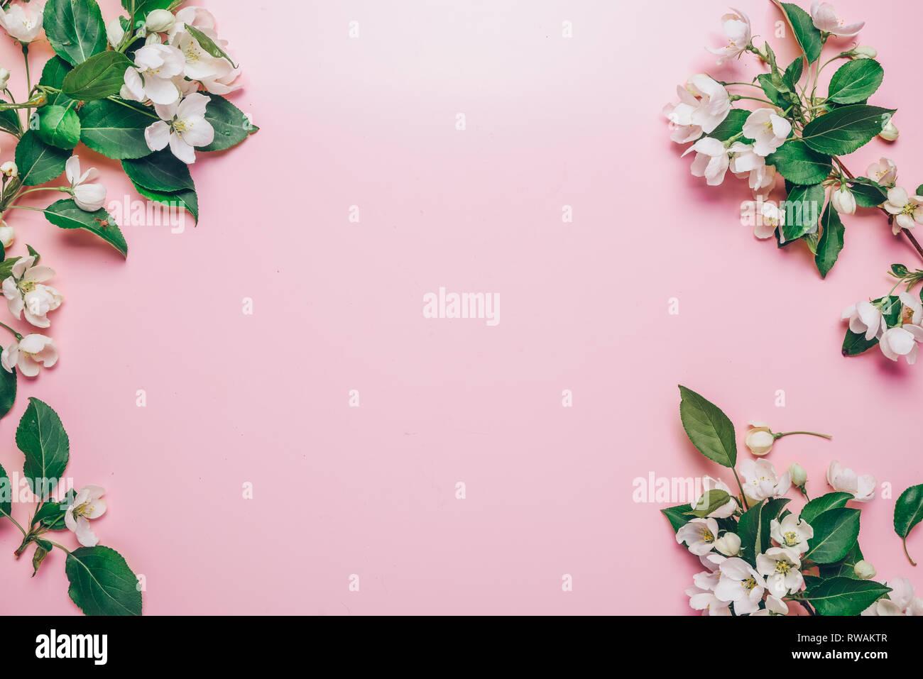 Layout creativi con rigogliosi alberi di Apple su un sfondo rosa. Lay piatto. Concetto - molla minimalismo Foto Stock