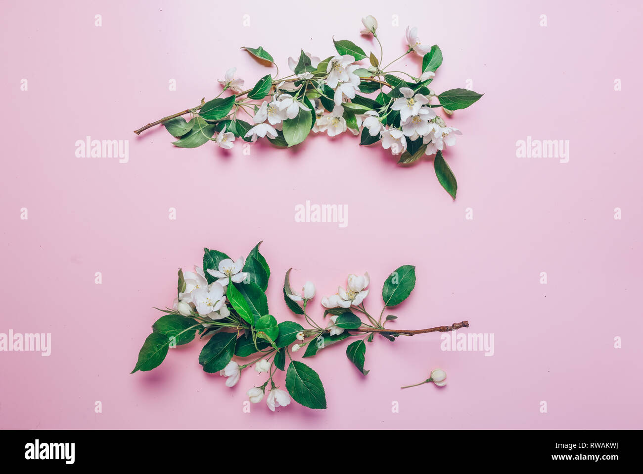 Layout creativi con rigogliosi alberi di Apple su un sfondo rosa. Lay piatto. Concetto - molla minimalismo Foto Stock