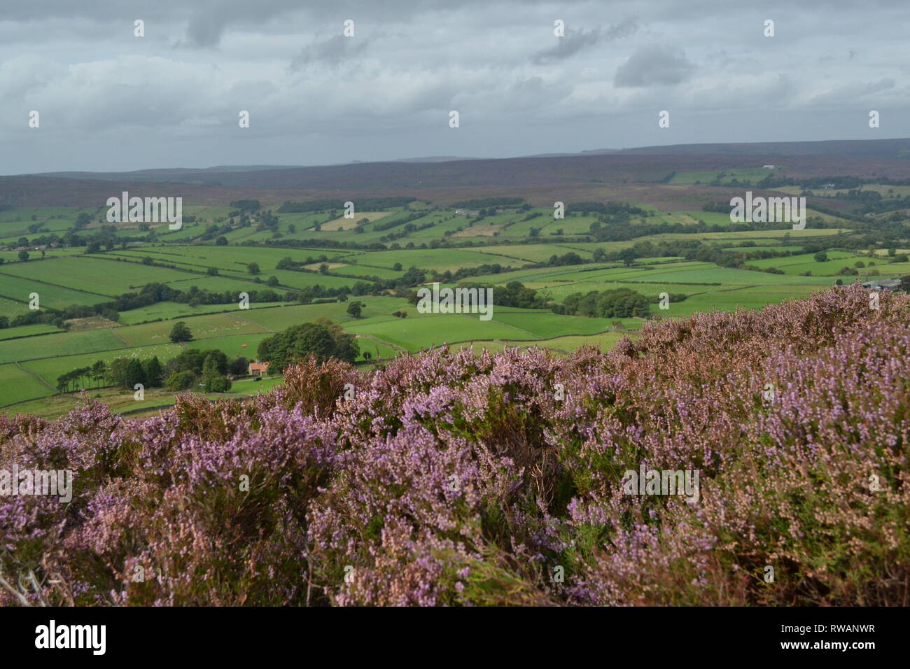 Purple Heather sul North Yorkshire Moors - Castleton Rigg Westerdale - colline e valle attraverso Moorland - campi verdi contadini - Yorkshire Regno Unito Foto Stock