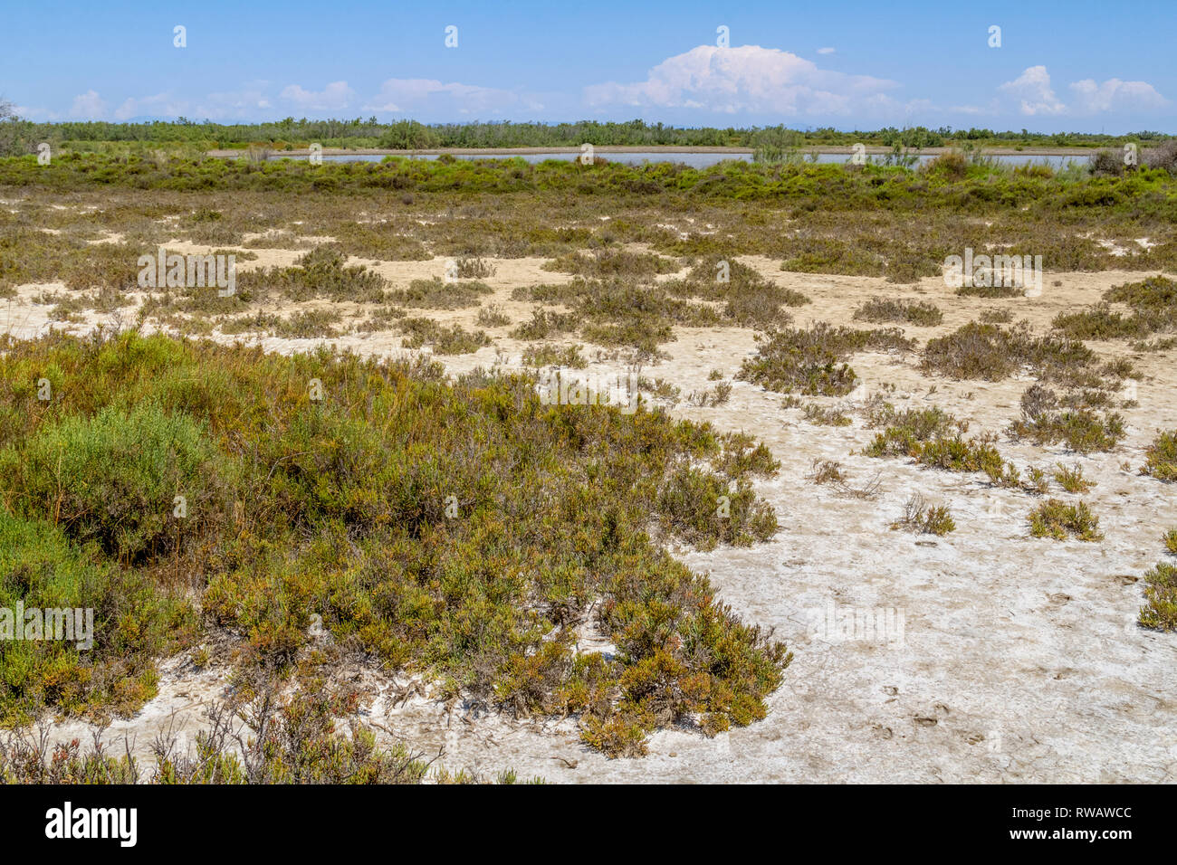 Scenario soleggiato in una regione naturale denominata Camargue nel sud della Francia Foto Stock