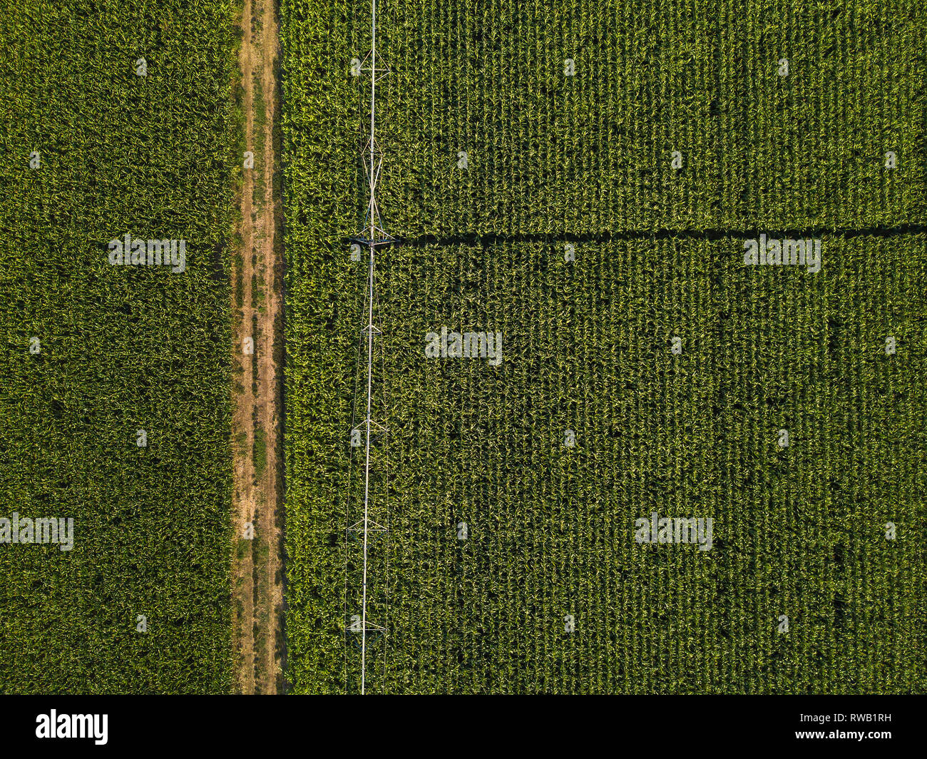 Drone fotografia, vista aerea di acqua impianto di irrigazione in cornfield coltivati, vista dall'alto Foto Stock