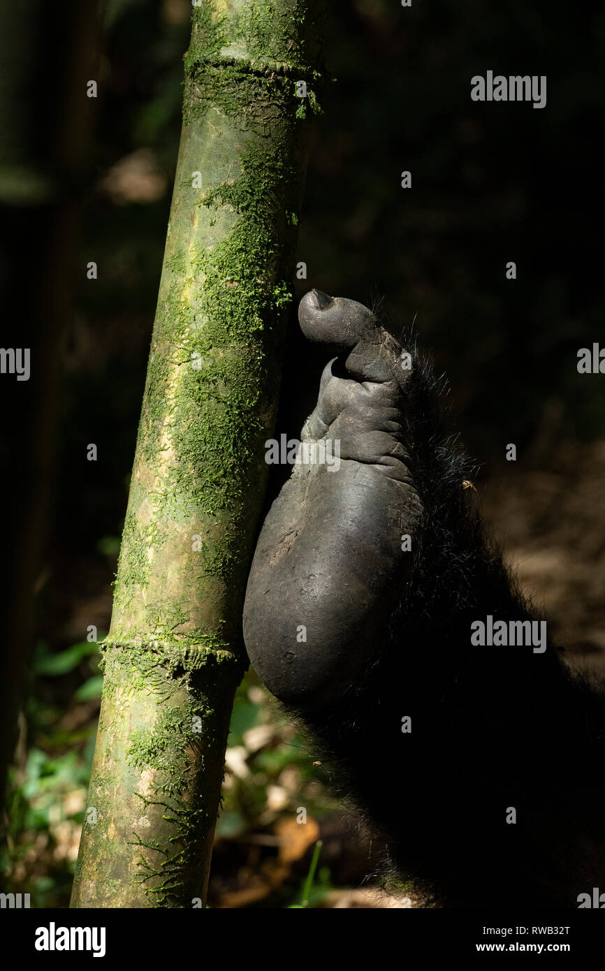 Gorilla di Montagna in appoggio il suo piede contro il bambù, Gorilla beringei beringei, Mgahinga Gorilla National Park, Uganda Foto Stock