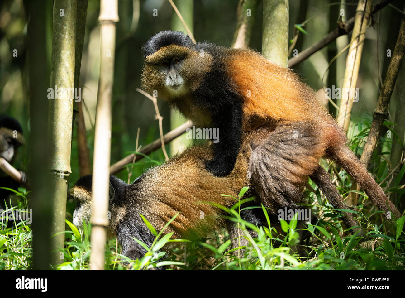 Golden scimmie coniugata nella foresta di bamboo, Cercopithecus kandti, Mgahinga Gorilla National Park, Uganda Foto Stock