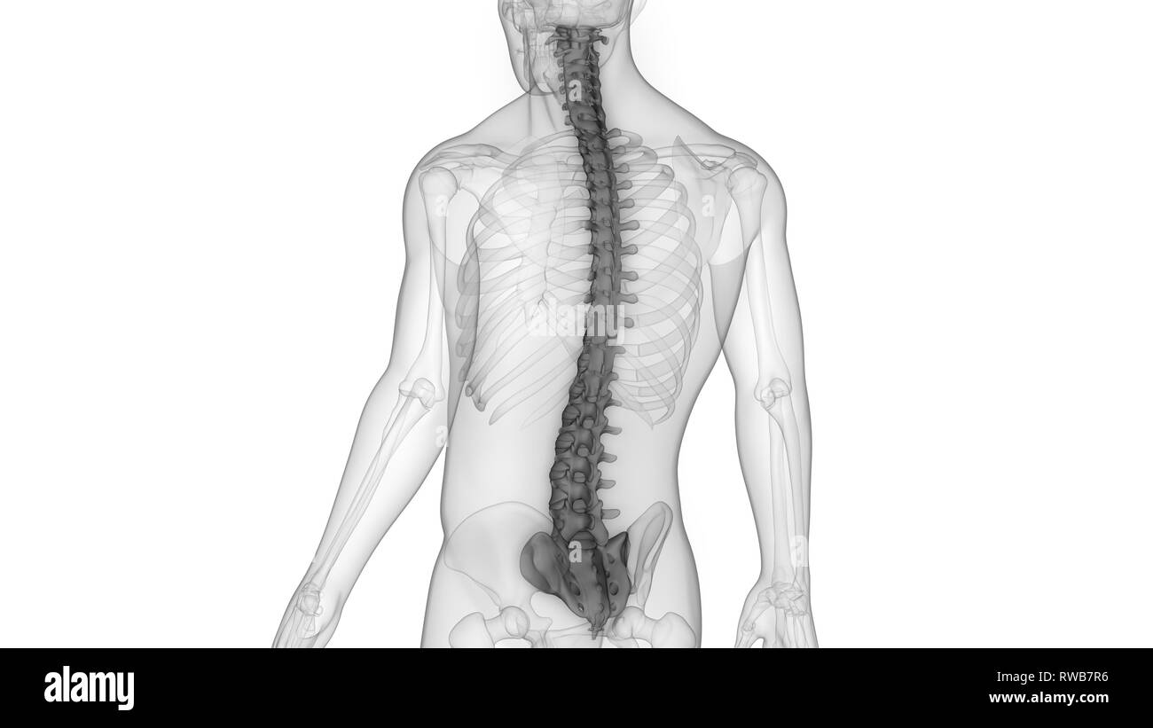 Scheletro umano del sistema colonna vertebrale anatomia Foto Stock