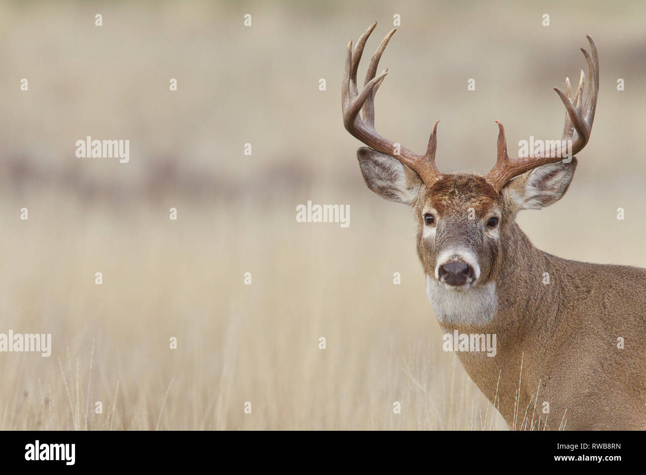 Culbianco Deer buck con il trofeo di categoria palchi sporting 16 punti di corna Foto Stock