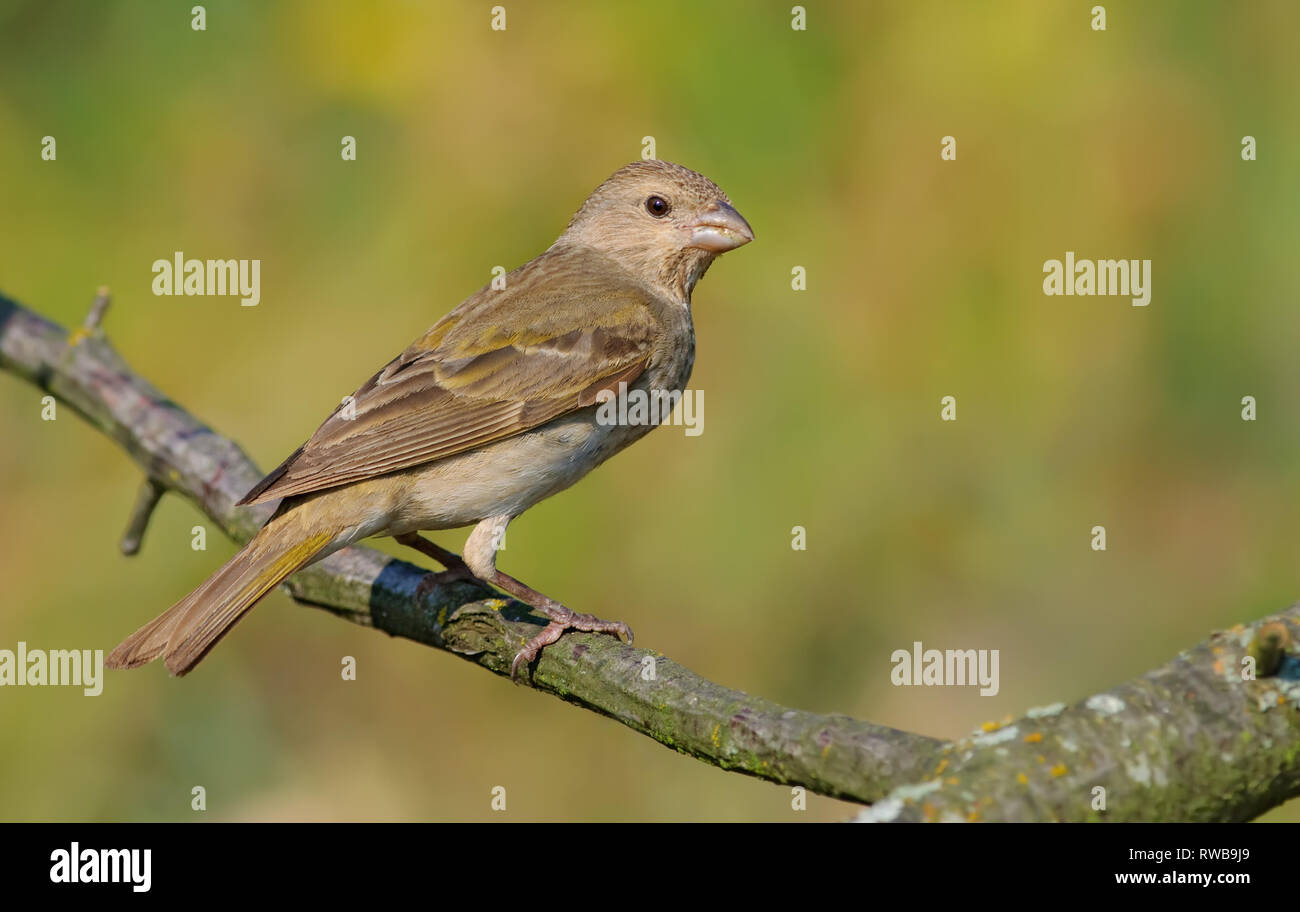 Common rosefinch arroccato nella luce del mattino Foto Stock