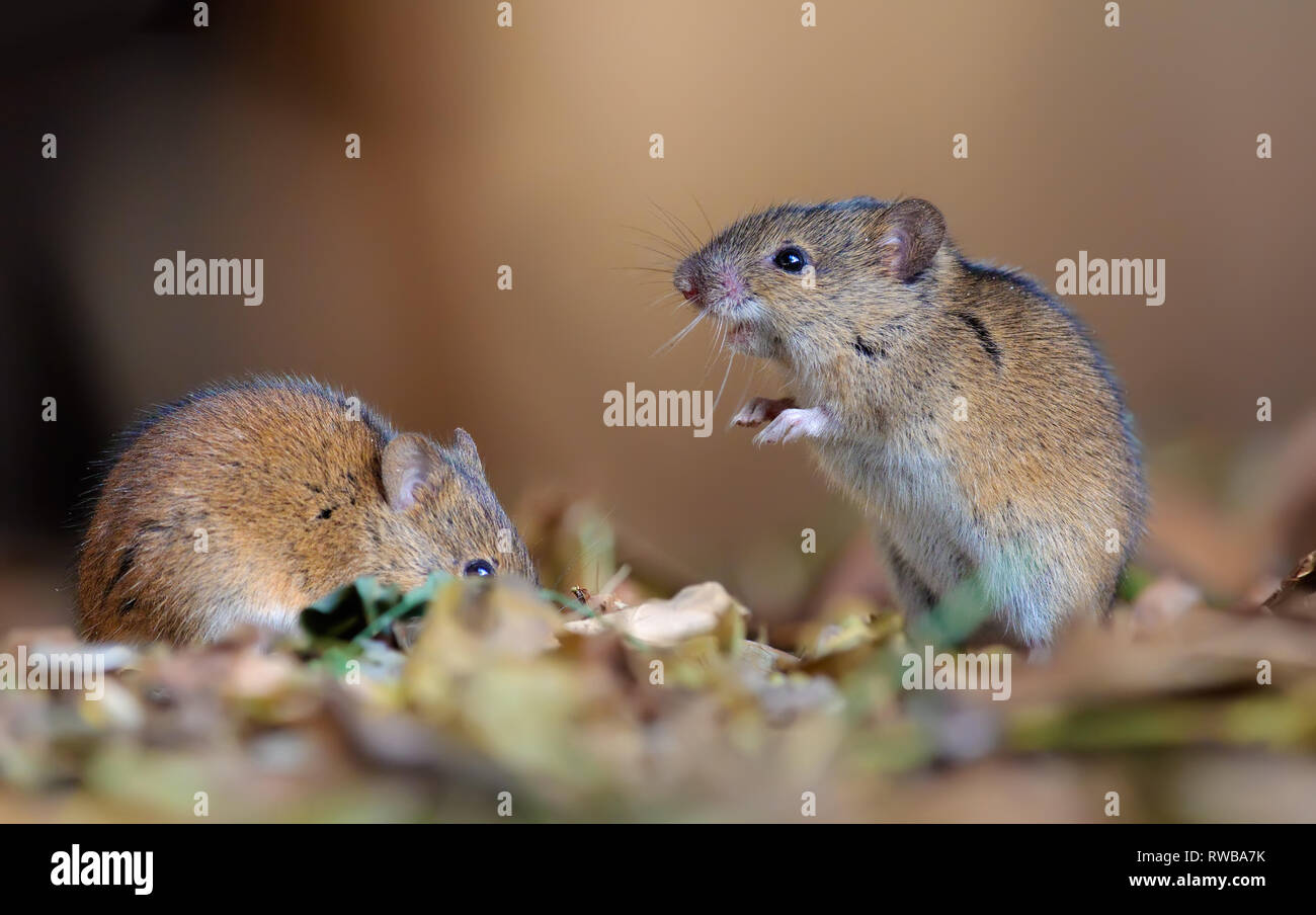 Strisce campo topi coppia bella in posa di figliata di foglia Foto Stock