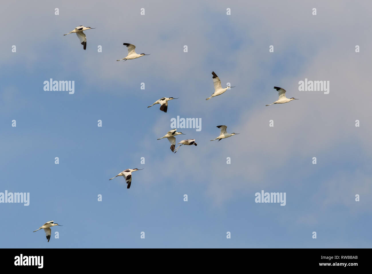 Pied avocet (recurvirostra avosetta) nel Delta del Danubio, Romania Foto Stock