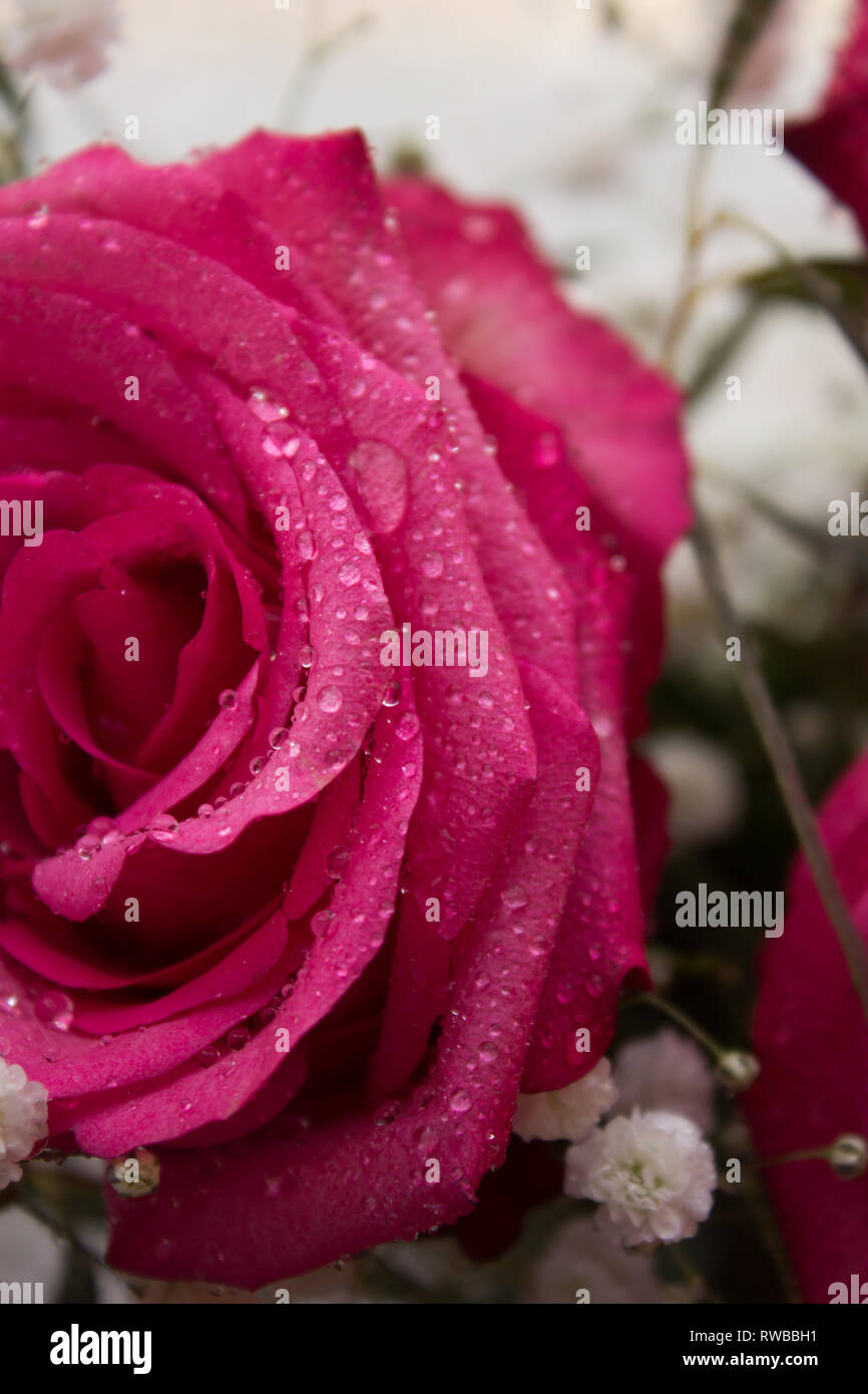 Fiore rosa rosa. Fioritura di petali di fiore bellissimo. Dono alla ragazza. Bella rosa Foto Stock
