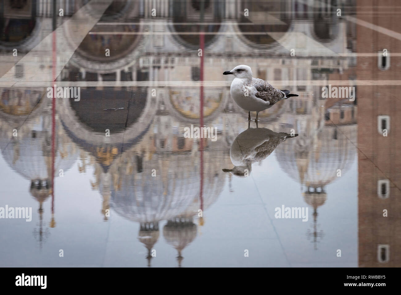 Acqua alta (l'acqua alta in Piazza San Marco, Venezia, Italia Foto Stock