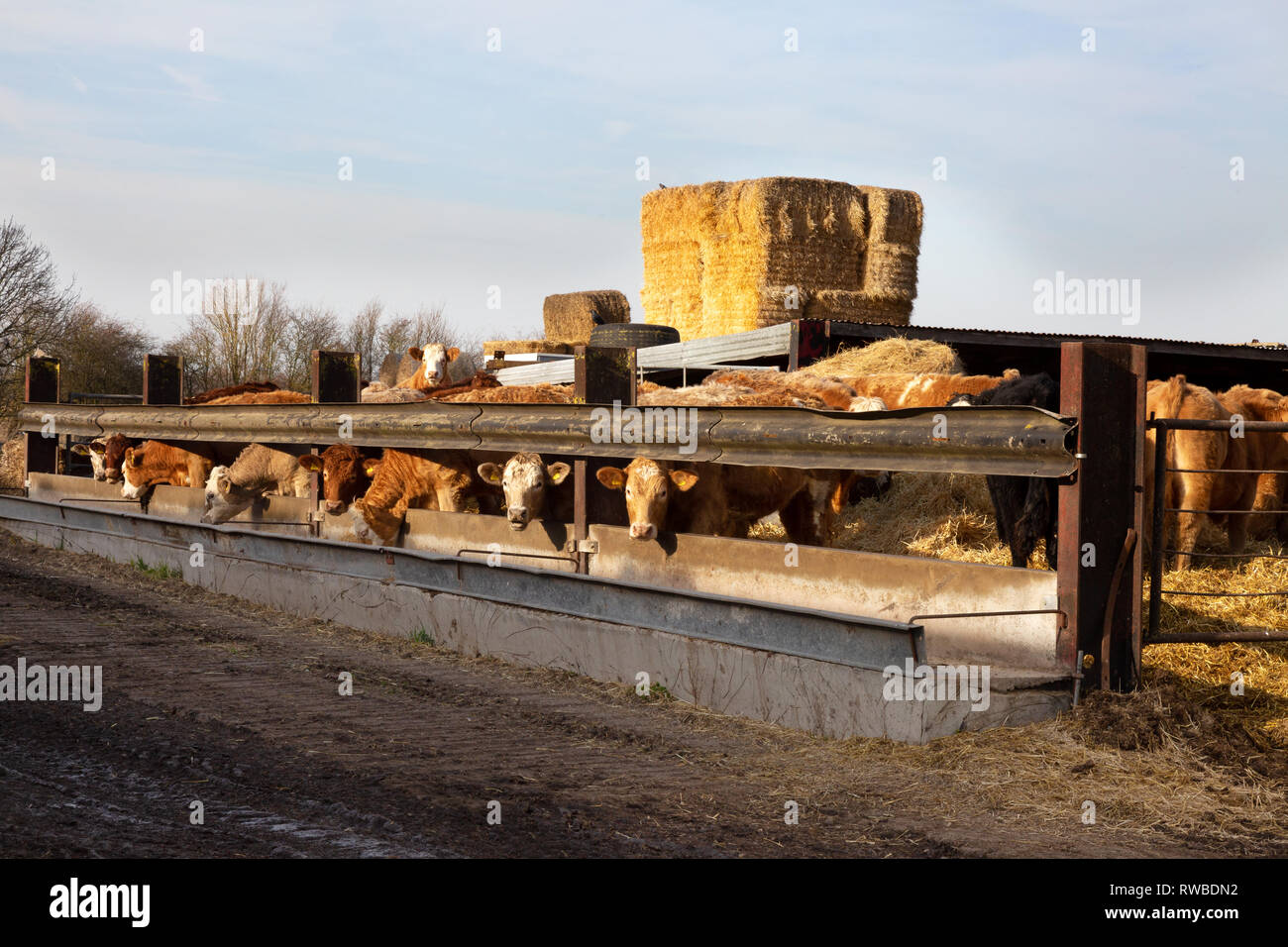 Allevamento di bovini Regno Unito - mucche in un capannone o biera, in un allevamento di bovini in Cambridgeshire Regno Unito, esempio di agricoltura britannica Foto Stock