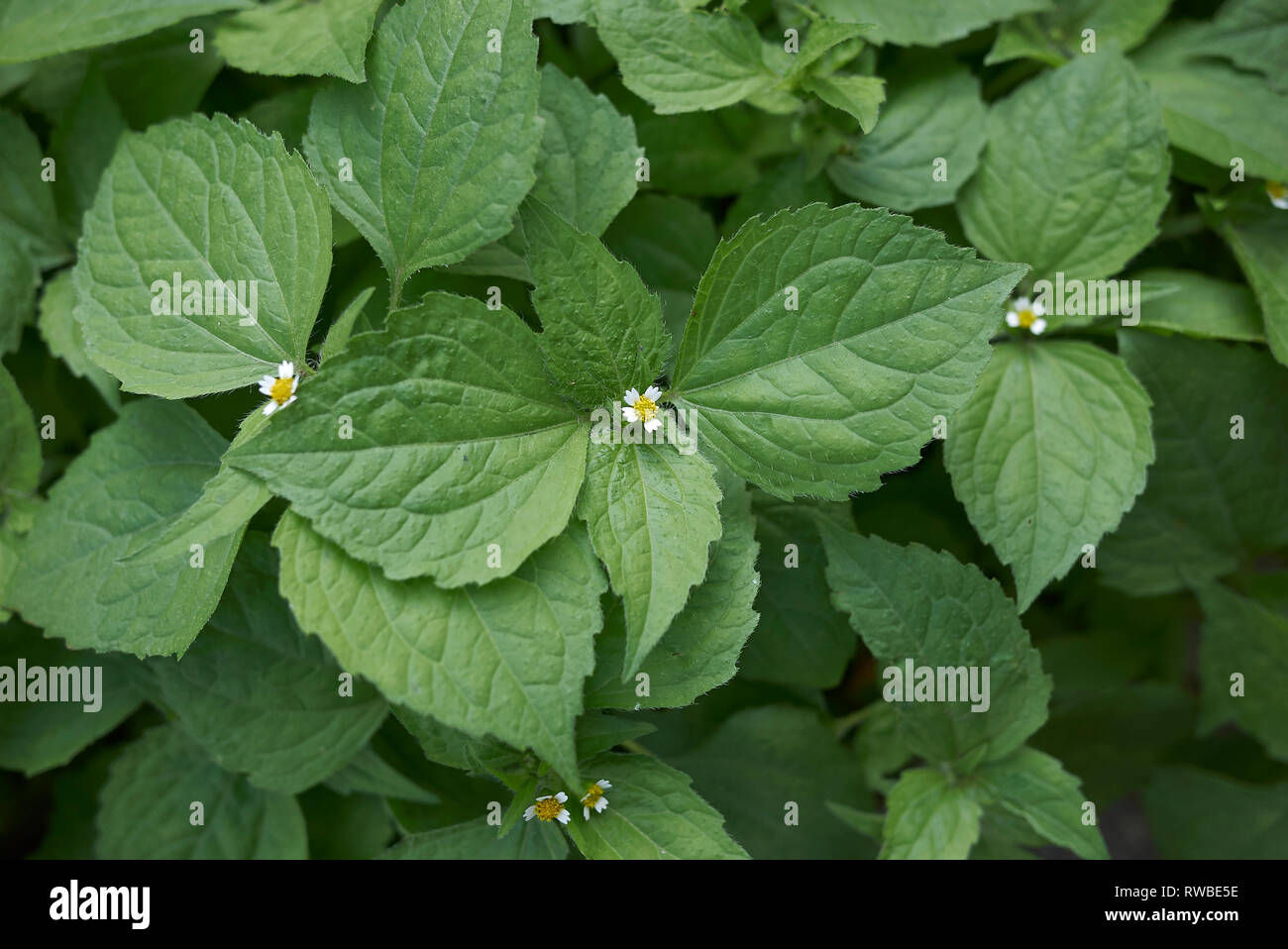 Galinsoga piante quadriradiata close up Foto Stock