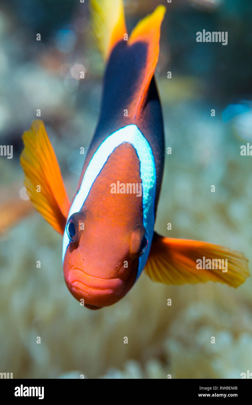 Pomodoro [anemonefish Amphiprion frenatus]. Nord Sulawesi, Indonesia. Foto Stock