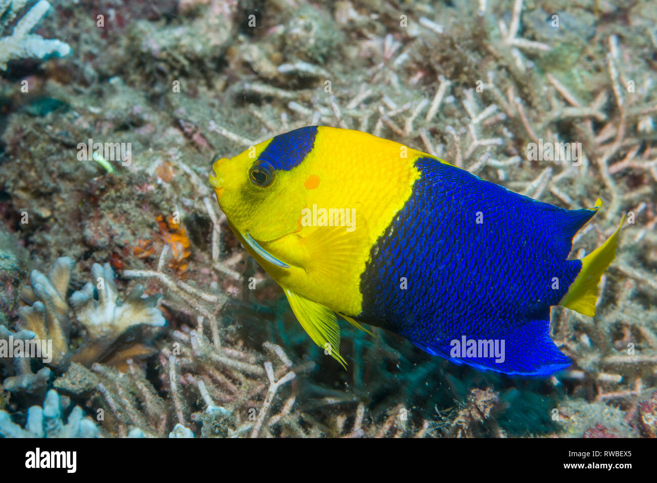 Bicolor angelfish [Centropyge bicolor]. Nord Sulawesi, Indonesia. Foto Stock