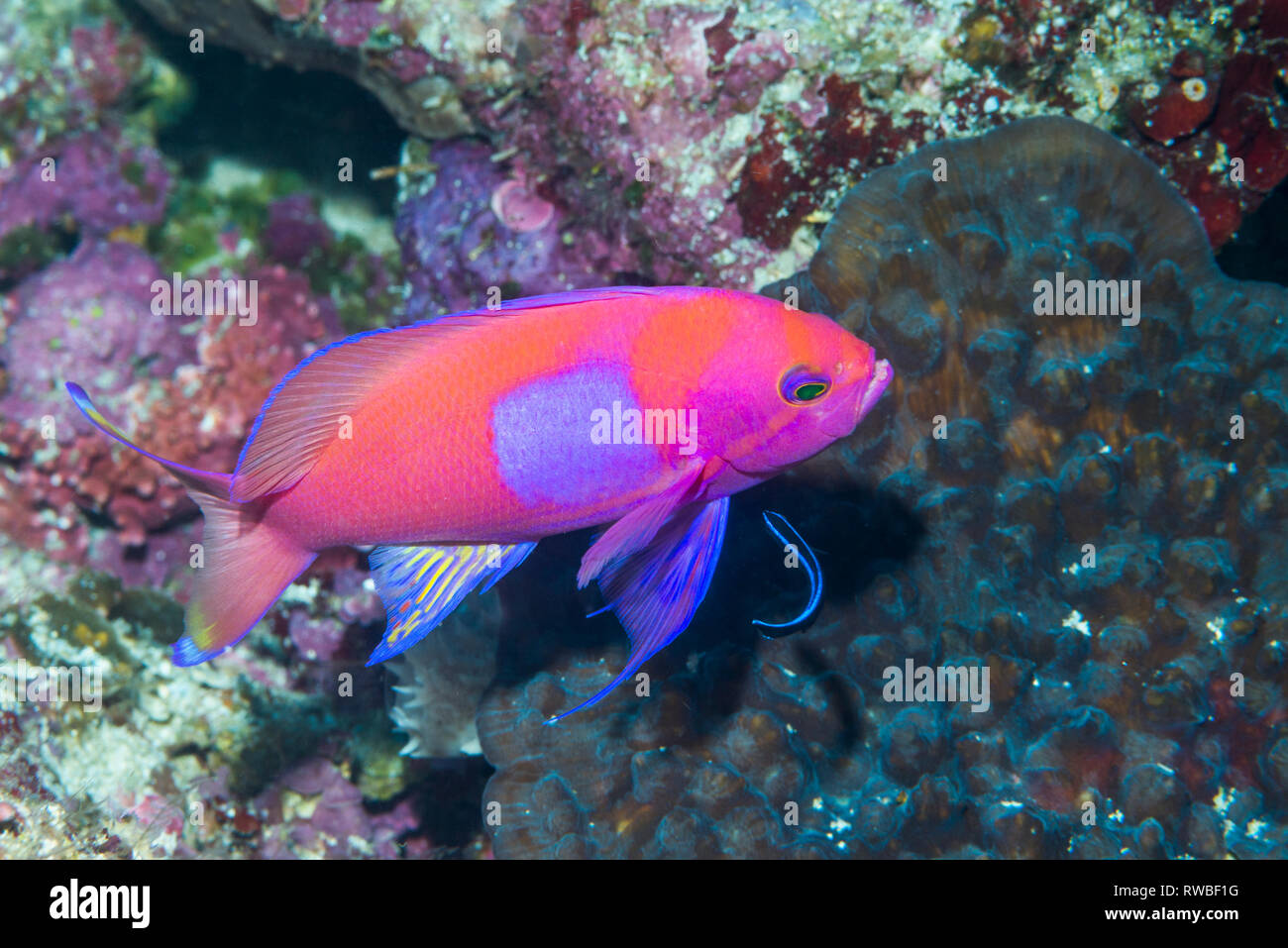 Squarespot anthias [Pseudanthias pleurotaenia]. Nord Sulawesi, Indonesia. Foto Stock