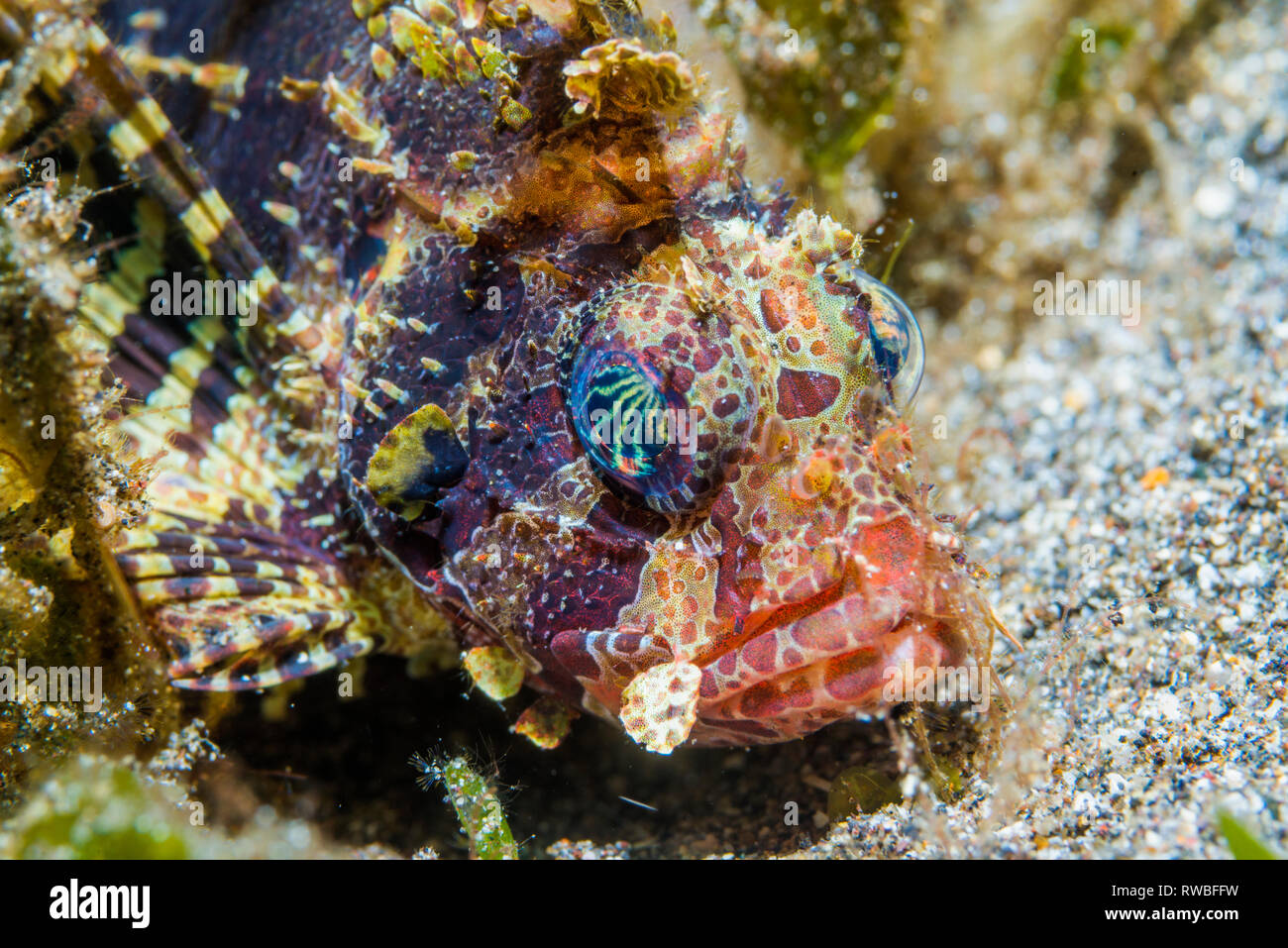 Leone Illex [Dendrochirus brachypterus]. Nord Sulawesi, Indonesia. Foto Stock