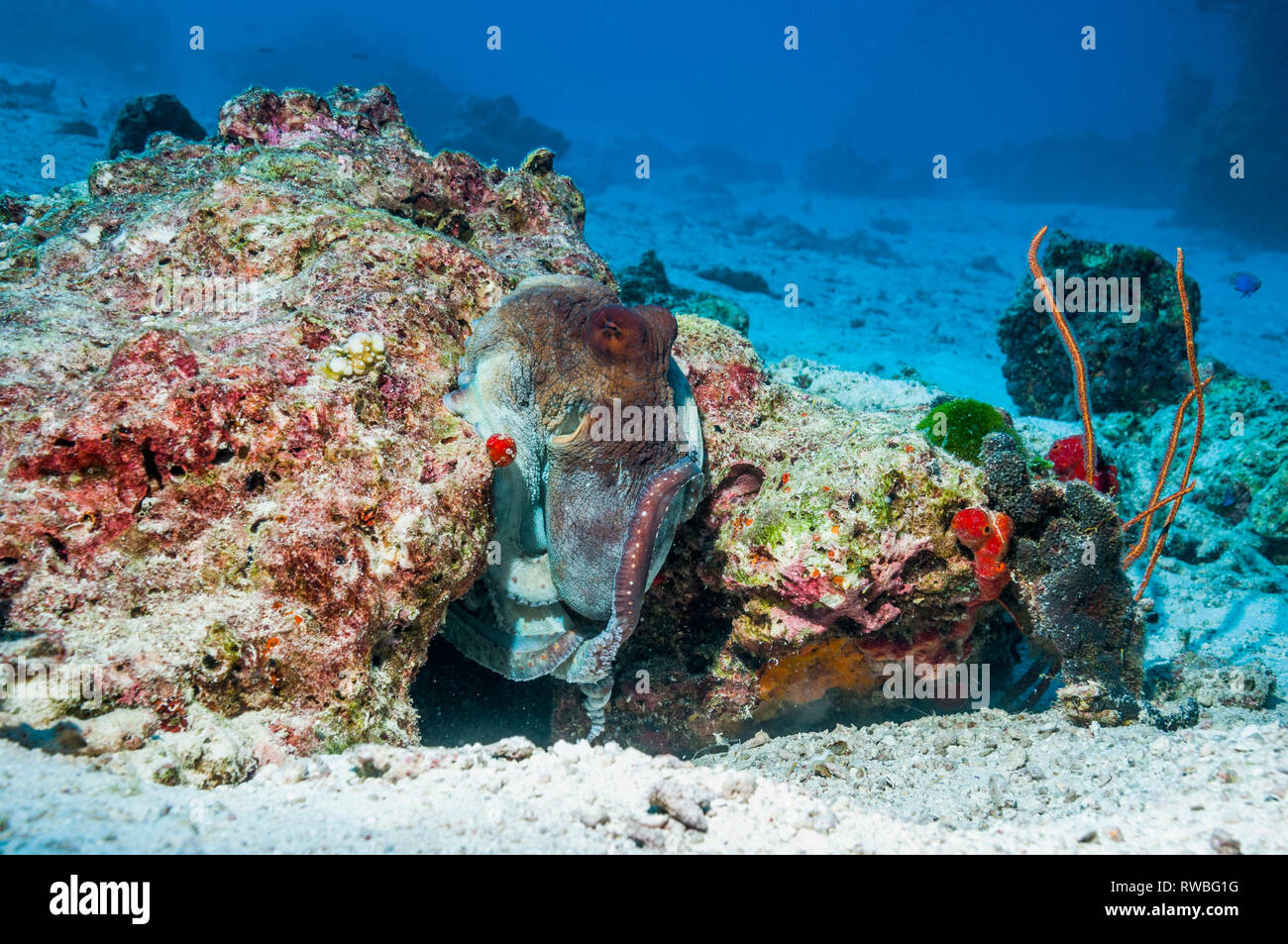 Giorno Octopus [Octopus cyanea]. Isole Similan, sul Mare delle Andamane, Thailandia. Foto Stock