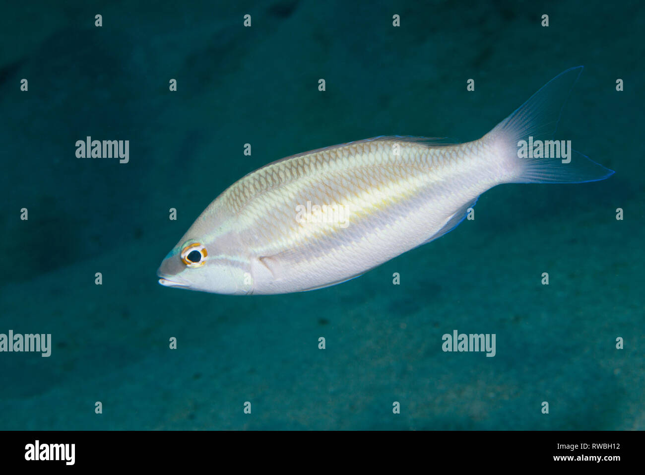 A tre strisce whiptail, piccolo-whiptail dentata [Pentapodus trivittatus]. Nord Sulawesi, Indonesia. Foto Stock