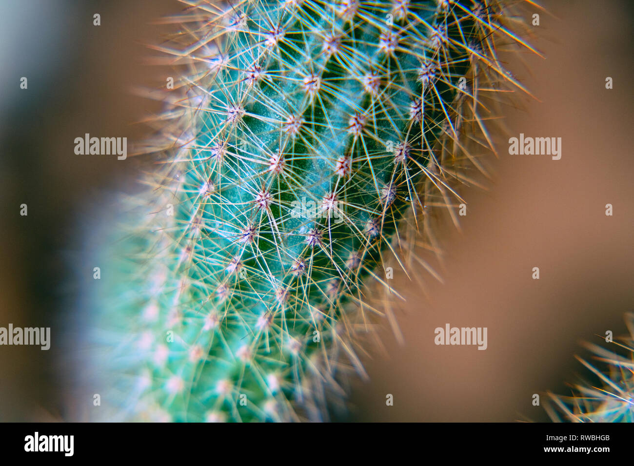 Cactus verde con aghi sporgenti Foto Stock