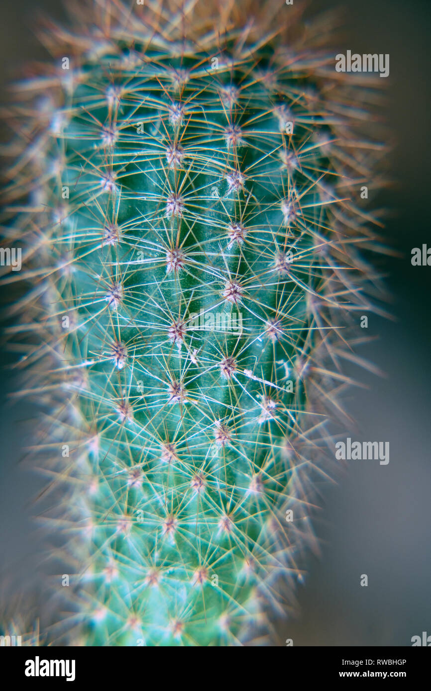 Cactus verde con aghi sporgenti Foto Stock