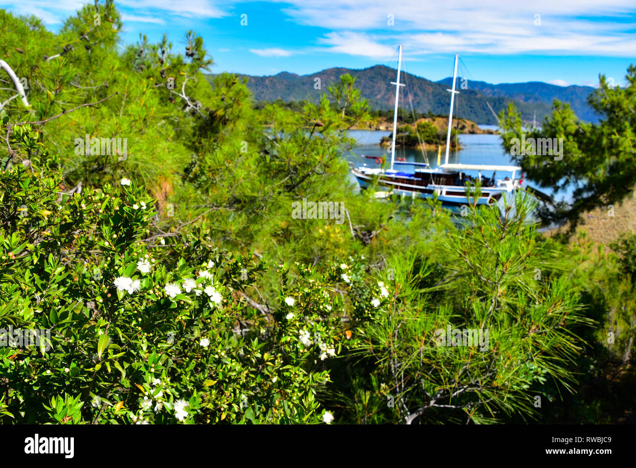 Fiori bianchi, pino mediterraneo, caicco in bella baia, caicco crociera in barca, il Mare Mediterraneo, Turchia Foto Stock