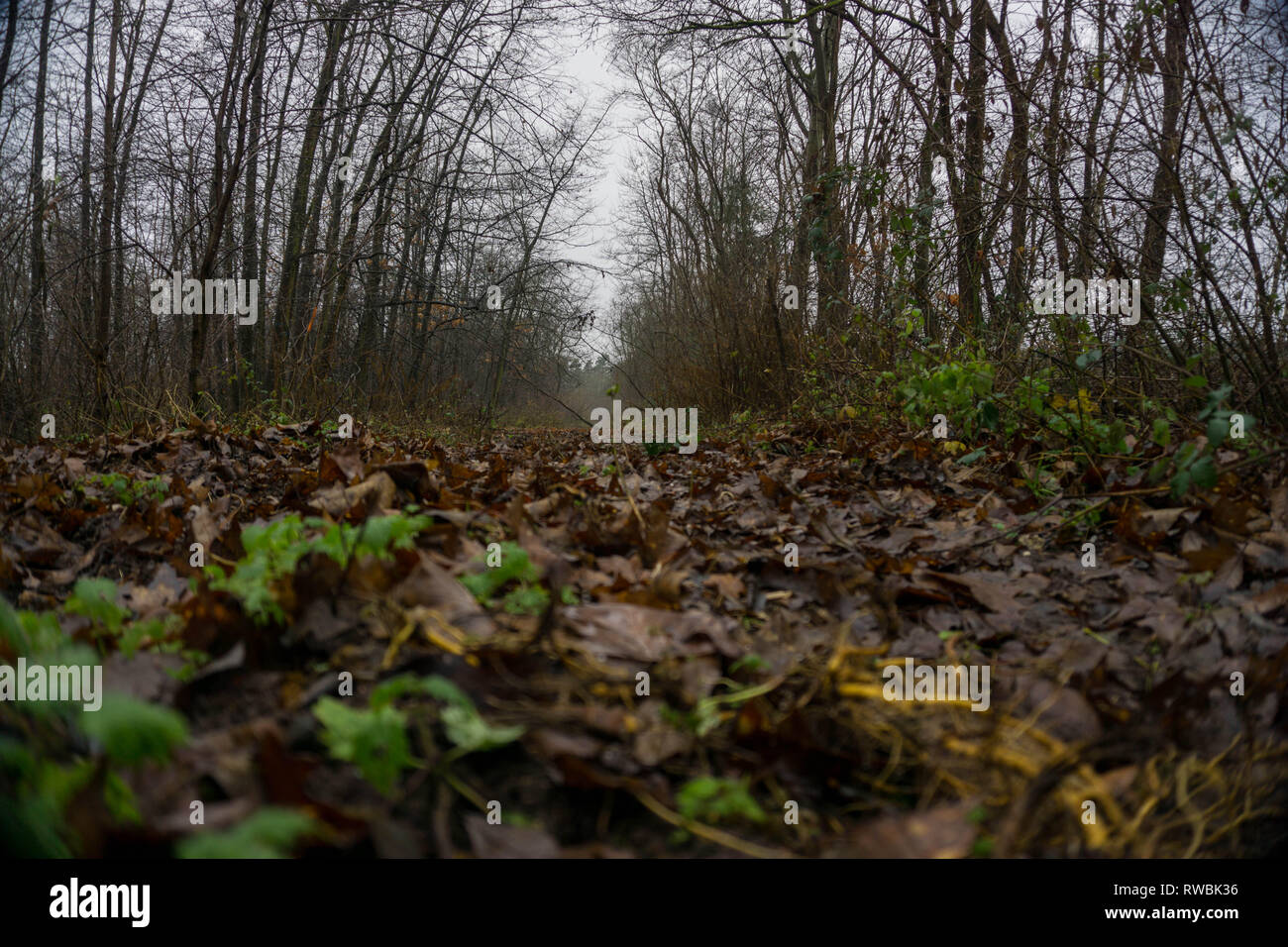 Seeaufnahmen bei Alzenau Foto Stock