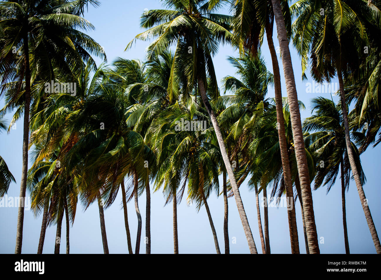 Gli alberi di cocco ondeggianti nel vento sulla isola di Ross parte delle Isole Andamane e Nicobare dell India Foto Stock