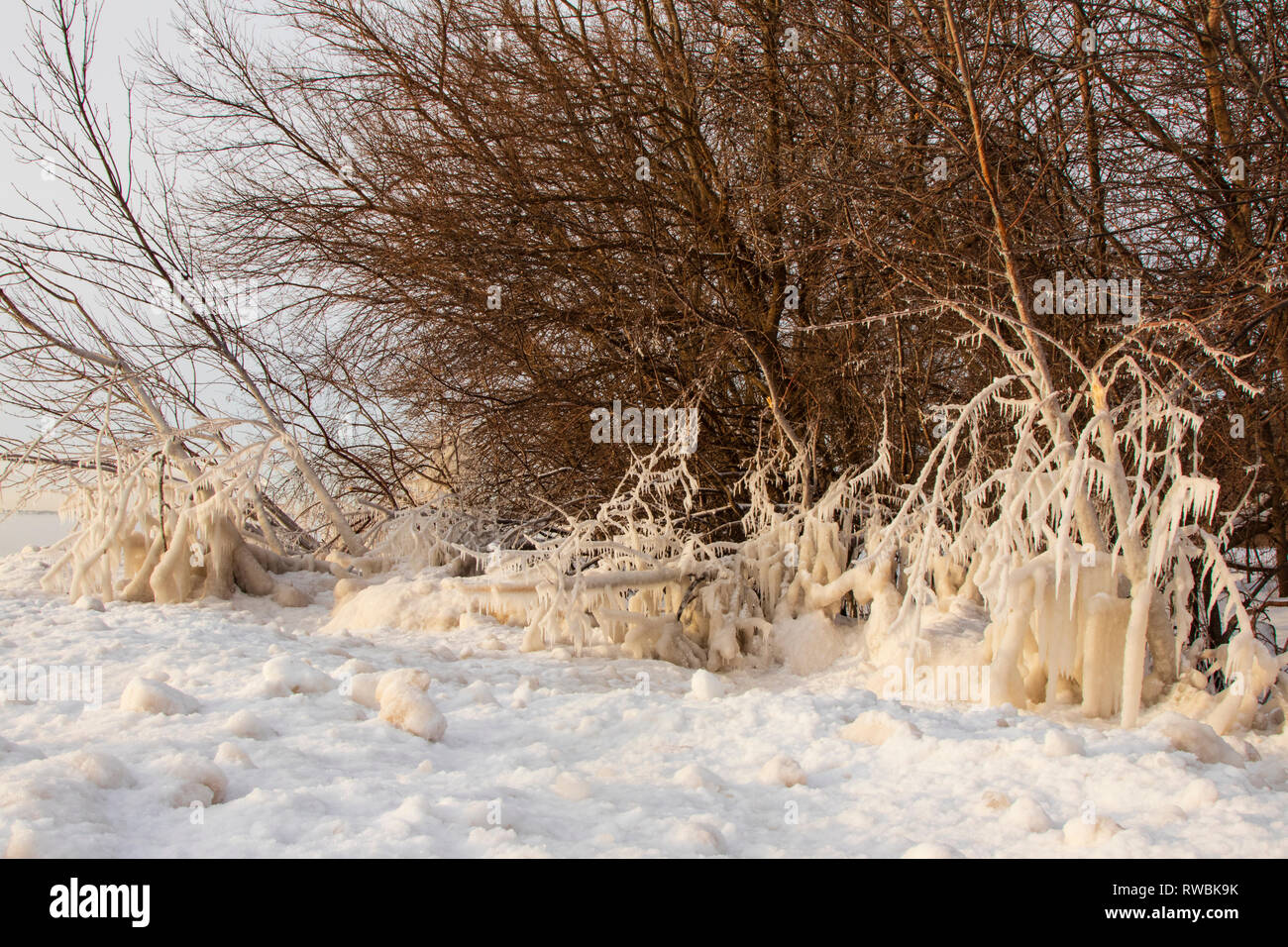 La formazione di ghiaccio su albero lungo il lago Michigan costa. Milwaukee, WI. Febbraio 2018 Foto Stock