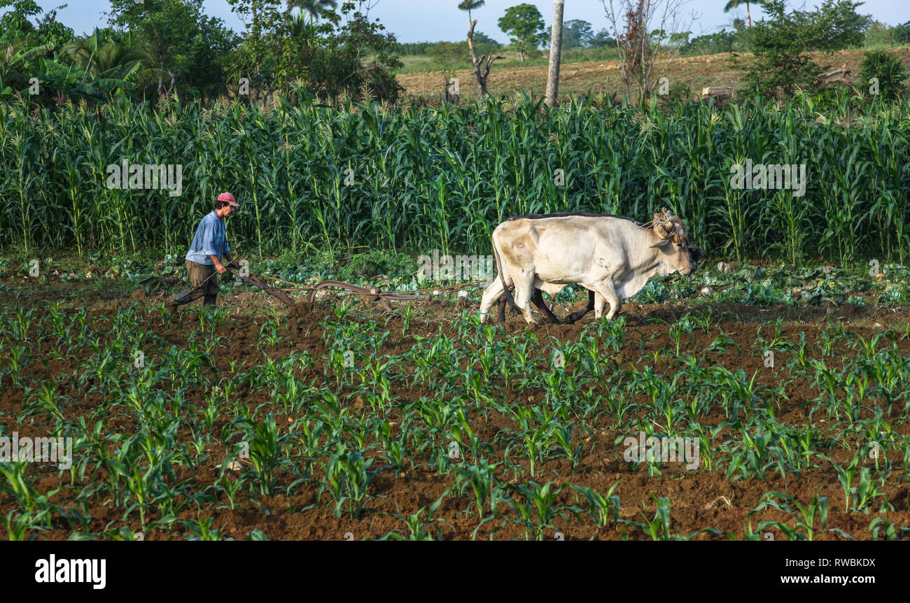 Artemisa, Cuba. 29 Maggio, 2009. Un contadino ara la terra con i buoi in Artemisa, Cuba. Foto Stock