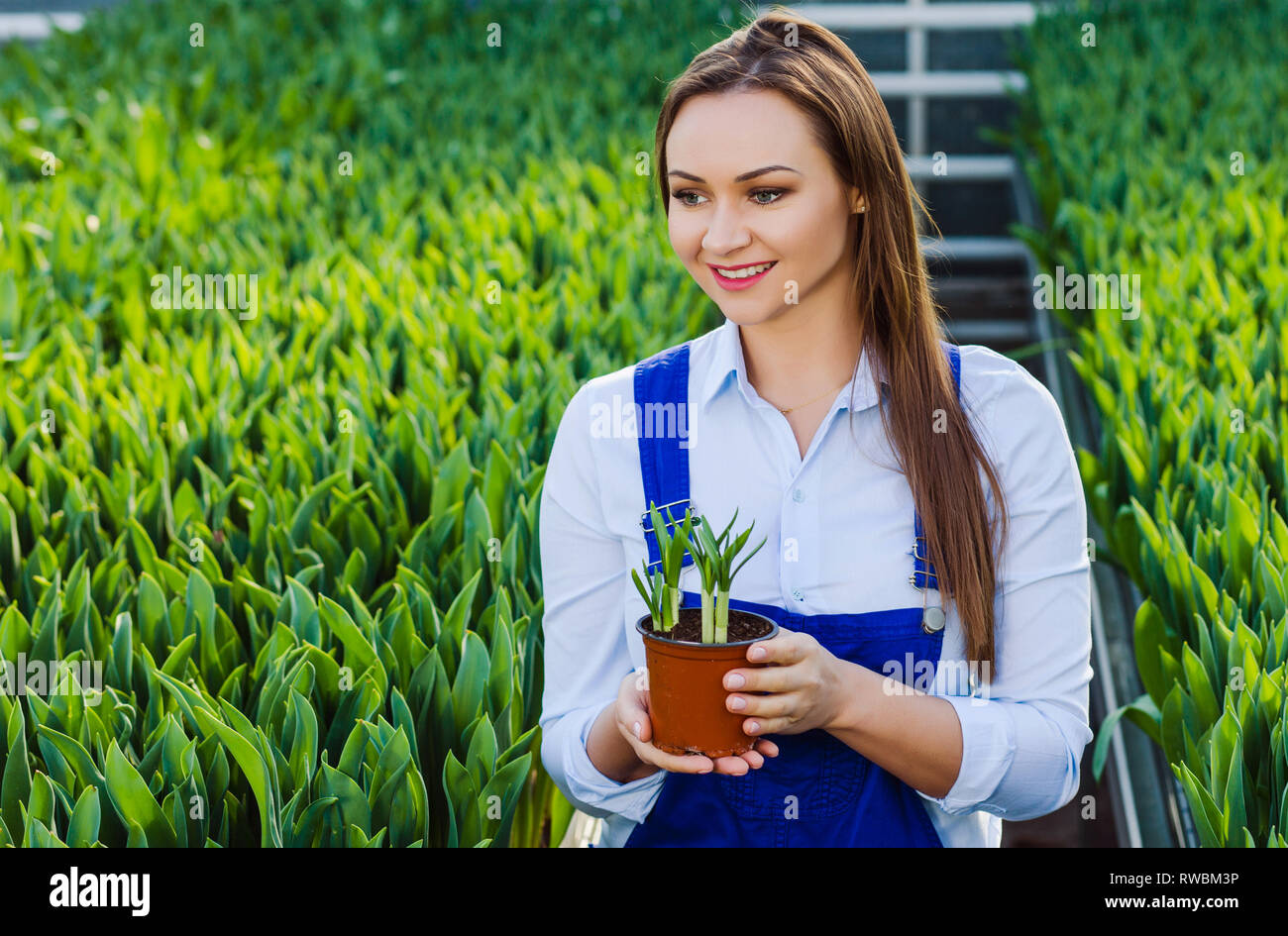 Giardiniere in possesso di un impianto di pot. La coltivazione dei fiori in serra Foto Stock