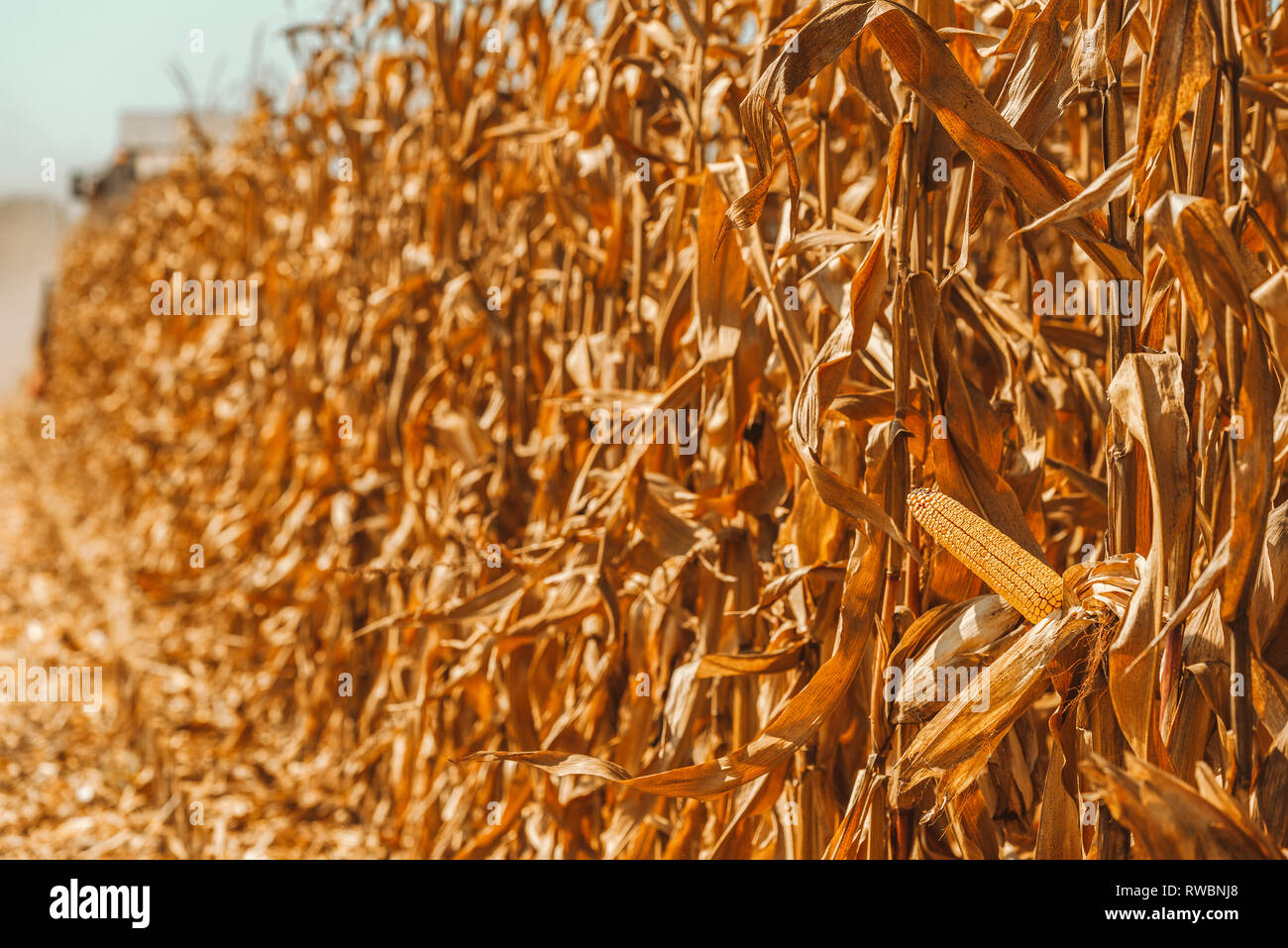 Moderna macchina mietitrebbiatrice è coltivata raccolta mature le colture di mais nel campo Foto Stock