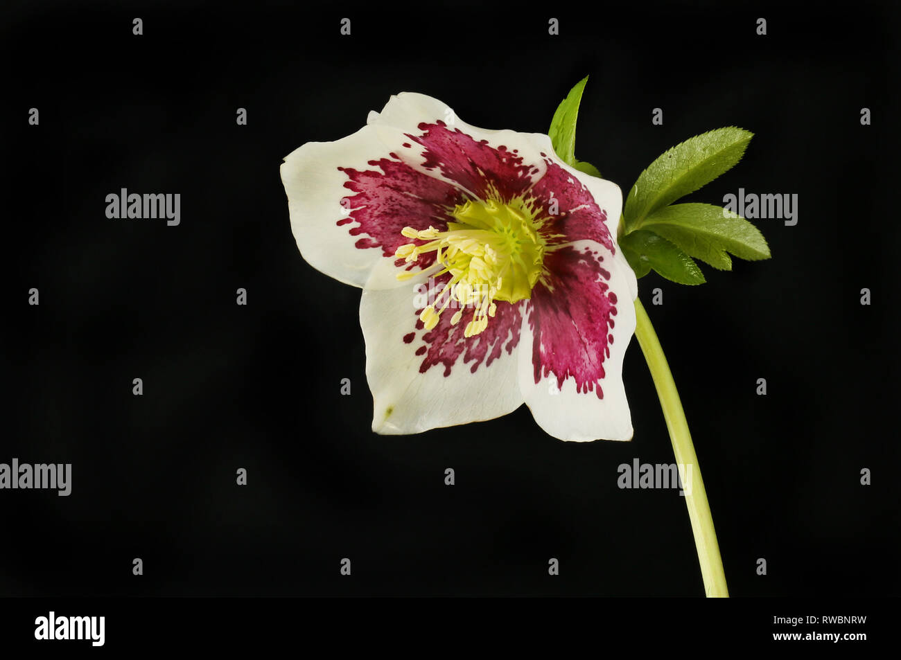 Veratro singolo fiore isolata contro il nero Foto Stock