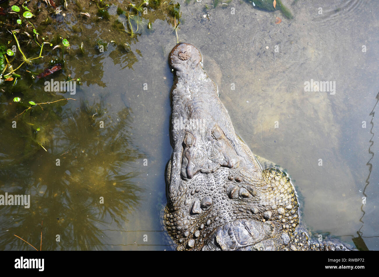 Testa di coccodrillo nel fiume vista aerea Foto Stock