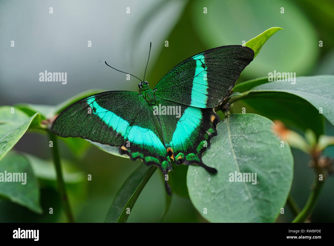 Montreal, Canada.27 Febbraio 2019.a coda di rondine di smeraldo butterfly al Montreal Giardino Botanico.Credit:Mario Beauregard/Alamy Live News Foto Stock