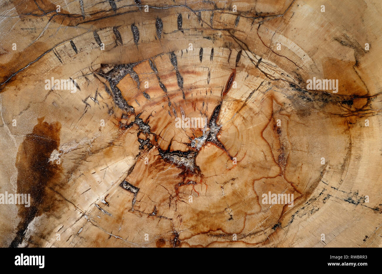 Sfondo naturale, sezione trasversale attraverso il legno fossile Foto Stock