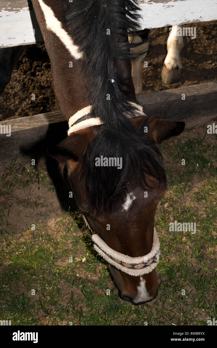 Cavallo (Equus caballus ferus) ritratto Foto Stock