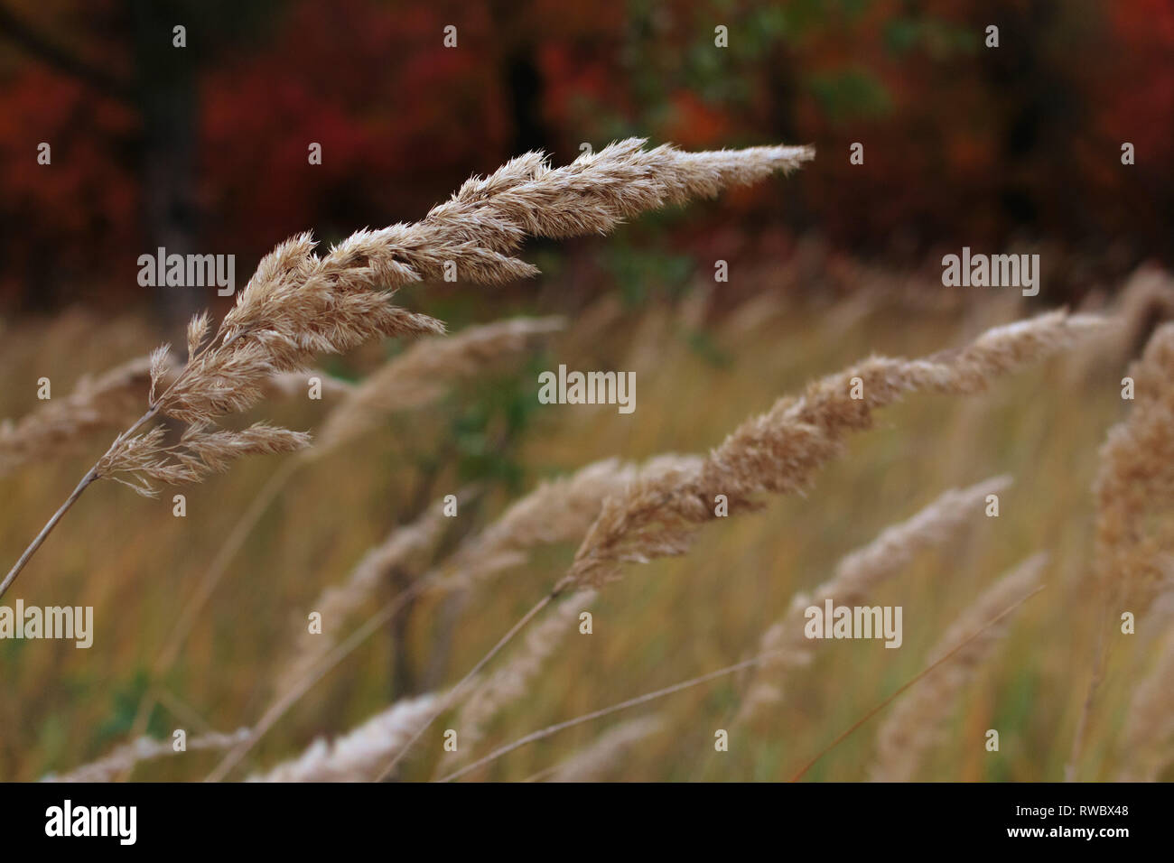 Luce spica sfocata in autunno rosso backgorund. Accentuato spica close-up si sposta dal vento Foto Stock