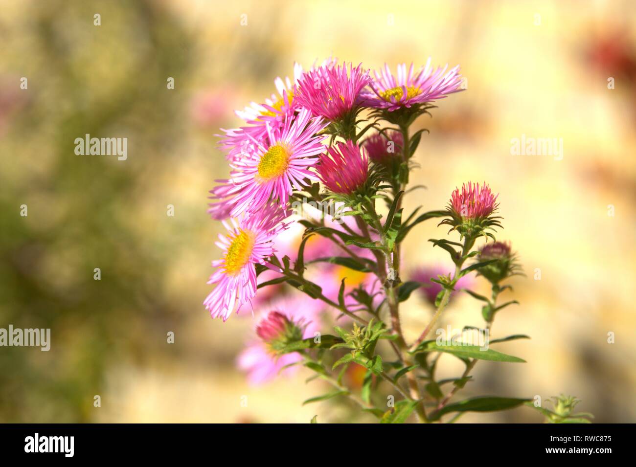 Schleswig, Deutschland. 08 ott 2017. Lo spurgo di un master in un letto della Schleswig Furstengarten di Gottorf Castle. Ordine: a poppa-simili (Asterales), famiglia: Korbblutler (Asteraceae), Subfamiglia: Asteroideae, Tribus: Astereae, Genere: Aestri | Utilizzo di credito in tutto il mondo: dpa/Alamy Live News Foto Stock