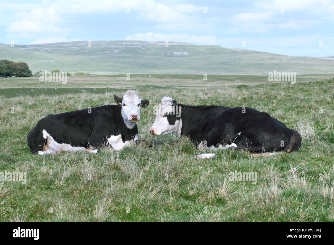 Vacche su mori vicino Malham Tarn in Yorkshire Dales. Grande vicino cicatrice in background. Foto Stock