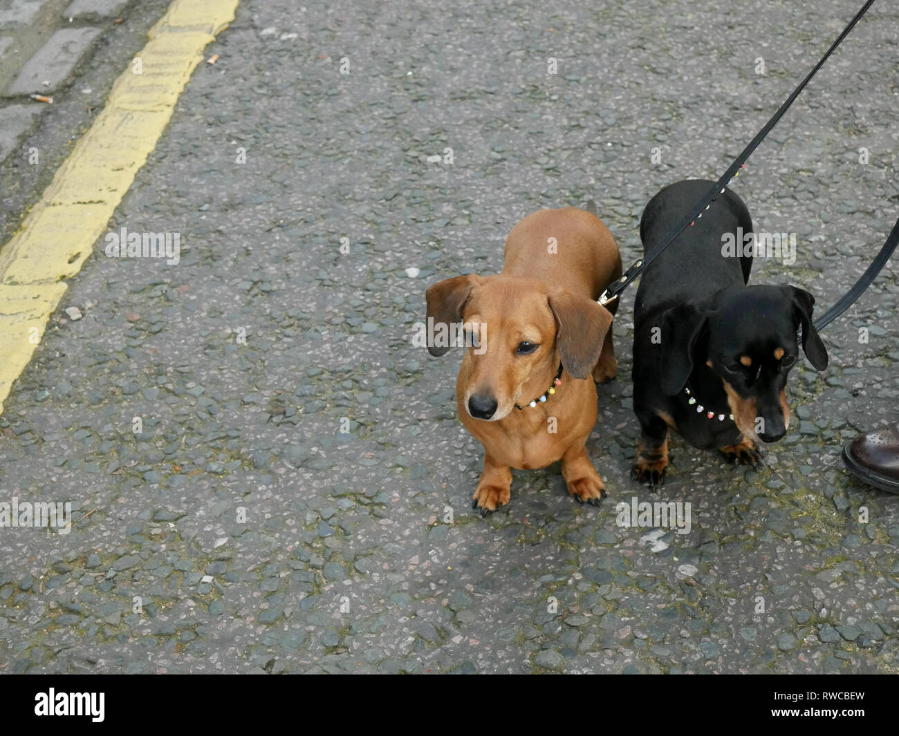 Due Dachshunds sulla porta fuori per una passeggiata Foto Stock