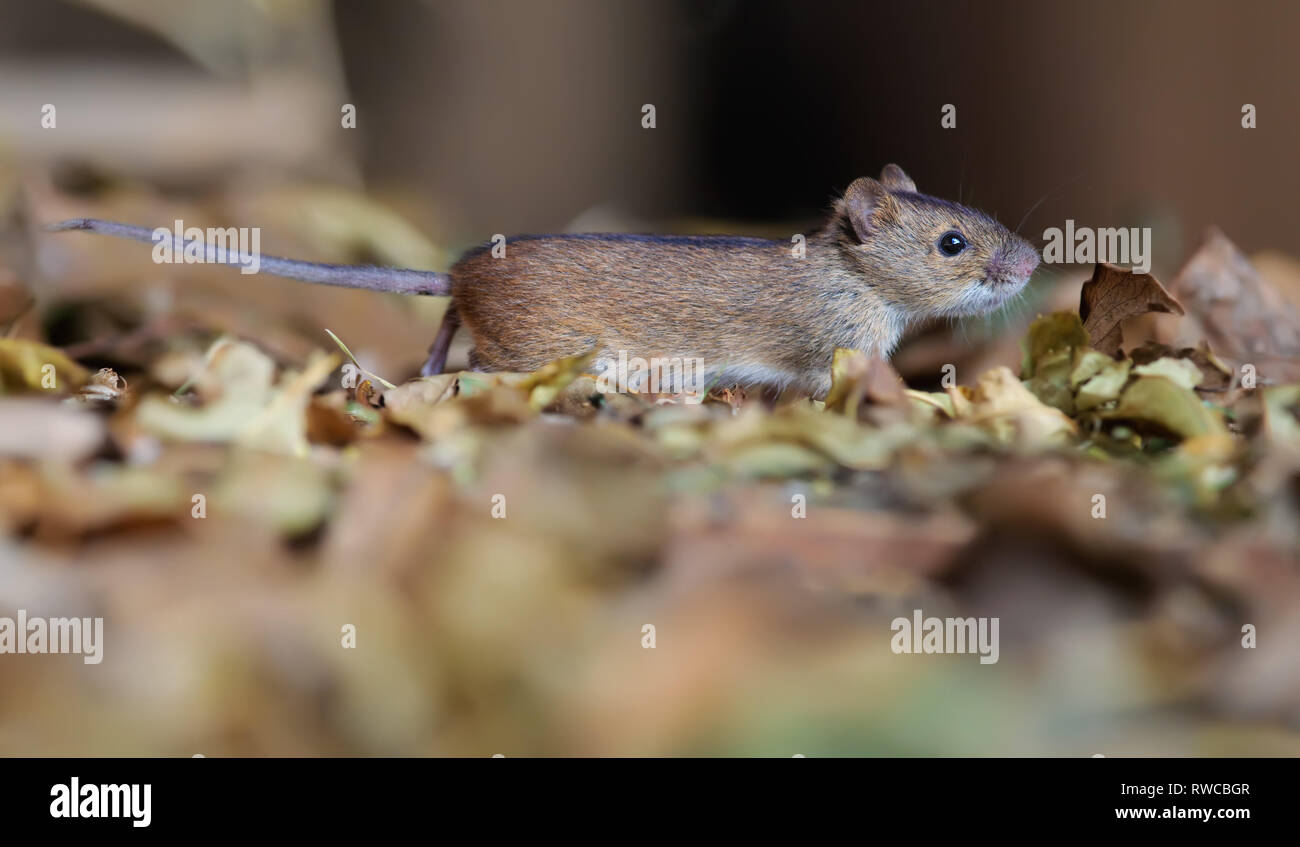 Strisce campo mouse in esecuzione attraverso foglie sul terreno Foto Stock