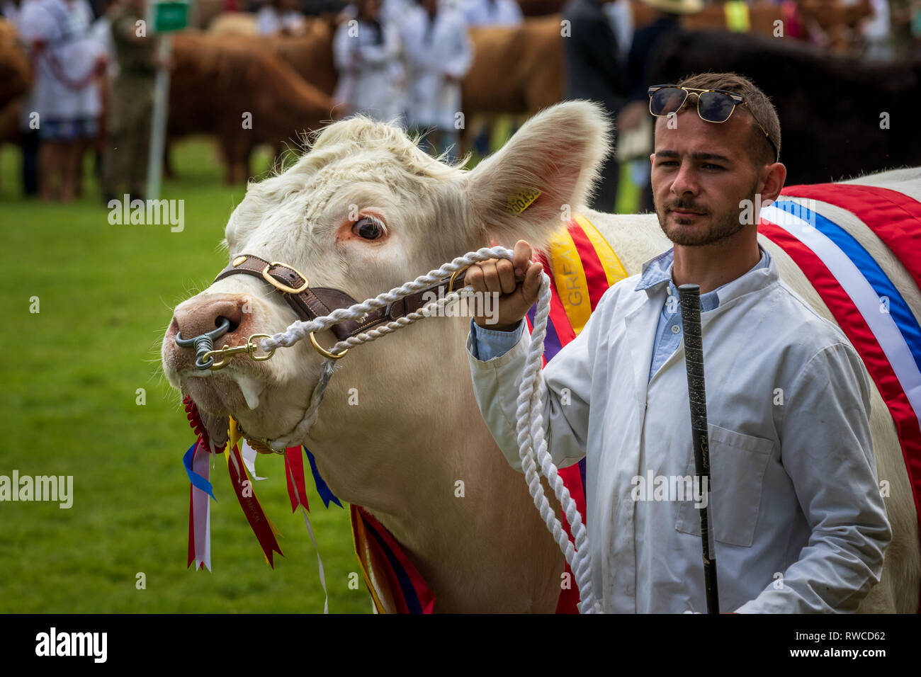 Harrogate, North Yorkshire, Regno Unito - Luglio 12th, 2018: il supremo campione del manzo al grande Yorkshire Visualizza il 12 luglio 2018 a Harrogate in Nord Yorksh Foto Stock