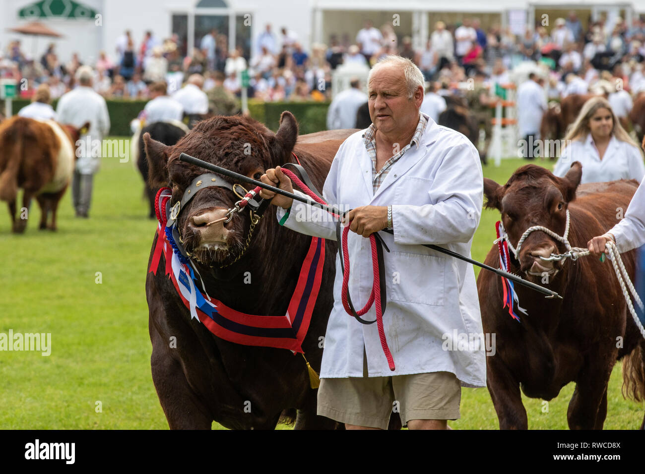 Harrogate, North Yorkshire, Regno Unito - Luglio 12th, 2018: Mucca giudicare al grande Yorkshire Visualizza il 12 luglio 2018 a Harrogate nel North Yorkshire, Inghilterra Foto Stock